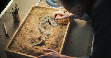 Olgun arkeolog, büyüteç kullanarak lambanın altında antik hayvan veya insan kalıntıları üzerinde çalışıyor. Bilim adamı fosillerle çalışıyor, tarihsel kemik incelemesi ve arkeoloji laboratuvarında araştırma yapıyor..