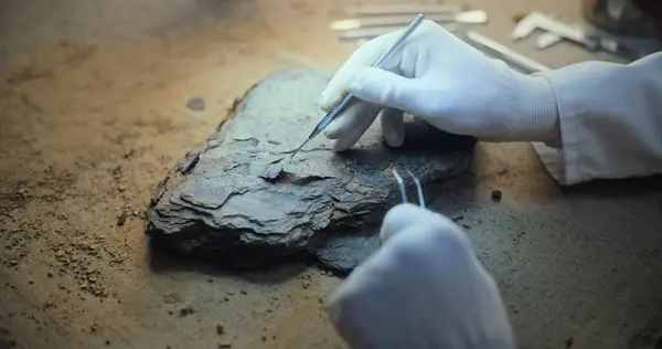 stock image Close up of archaeologist in gloves cleaning fossil using professional tools. Scientist works with artifact of ancient extinct civilization, does scientific historical research in archaeological lab.