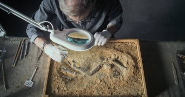 Olgun arkeolog, alet ve fırça kullanarak dinozor iskeletini temizliyor, tarih öncesi insan veya hayvan kalıntılarını arkeoloji laboratuvarında buluyor. Bilim adamı arka planda çalışıyor.