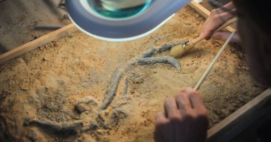 Olgun arkeologların fosil kemiklerini fırçayla temizlemesine yakın çekim. Bilim adamı, arkeoloji laboratuvarında soyu tükenmiş antik insan veya hayvan kalıntıları üzerinde çalışıyor. Büyüteci kullanarak görüntüyü kapat.