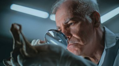 Kıdemli arkeolog, tarih öncesi insan ya da hayvan kemiklerini büyüteç kullanarak inceliyor. Bilim adamı fosil kalıntıları üzerinde çalışıyor. Geceleri arkeoloji laboratuvarında tarihi kemik incelemesi yapıyor..