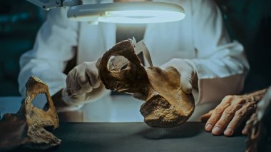 Kıdemli arkeolog veya bilim adamı fosil kemiğini profesyonel ölçüm aracı kullanarak ölçer, büyüteç altında soyu tükenmiş antik insan kalıntılarını inceler, geceleri arkeoloji laboratuvarında çalışır..