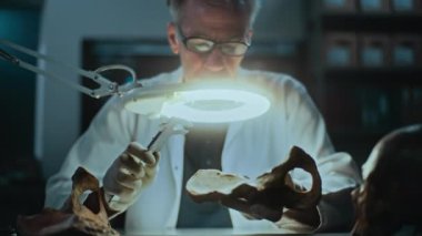 Kıdemli arkeolog fosil kemiklerini profesyonel ölçüm aracı kullanarak ölçüyor, büyüteç altında nesli tükenmiş tarih öncesi insan kalıntıları üzerinde çalışıyor. Bilim adamı geceleri loş arkeoloji laboratuvarında çalışıyor..