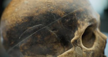 Kazıdan sonra eski insan kafatasının yakın çekim görüntüsü. Bilimsel araştırmalar sırasında nesli tükenmiş medeniyetin tarih öncesi fosil kalıntıları. Antik çağın arkeolojik eseri. Arkeoloji kavramı.