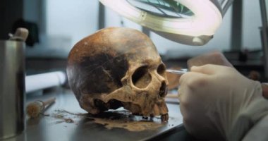 Arkeologların, profesyonel aletler kullanarak tarih öncesi soyu tükenmiş bir insanın kafatasını ölçerken yakın plan çekimleri. Bilim adamı arkeoloji laboratuvarında fosil kalıntıları üzerine bilimsel araştırmalar yürütüyor..