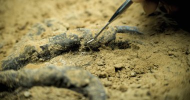Tarih öncesi insan ya da hayvanın iskeletini aletler ve fırçayla kumdan temizlerken yakın çekim. Arkeolog, arkeoloji laboratuvarında soyu tükenmiş dinozorun fosil kemikleriyle çalışıyor. Arkeoloji kavramı.