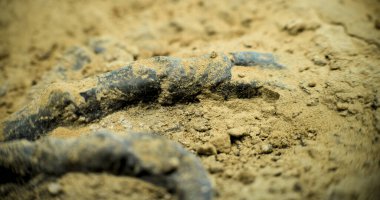 Tarih öncesi insan ya da hayvanın iskeletini aletler ve fırçayla kumdan temizlerken yakın çekim. Arkeolog, arkeoloji laboratuvarında soyu tükenmiş dinozorun fosil kemikleriyle çalışıyor. Arkeoloji kavramı.