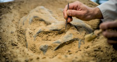 Close up shot of cleaning fossil remains of extinct civilization from sand using professional tool and brush. Archaeologist works with bones of prehistoric human or dinosaur in archaeological lab. clipart