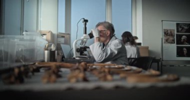 Olgun bilim adamı mikroskop kullanır, sonra da tarih öncesi soyu tükenmiş insan iskeletinin kemiklerini büyüteçle inceler. Arkeolog, arkeoloji laboratuarında fosil kalıntıları toplayan numunelerle çalışıyor..