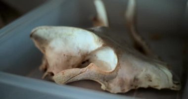 Fosil numune koleksiyonu arkeoloji laboratuvarındaki raflarda duruyordu. Kemikler, antik insan ya da dinozor iskeletinin kalıntıları. Antik çağa ait bir eser. Bilimsel ya da tarihsel araştırma.