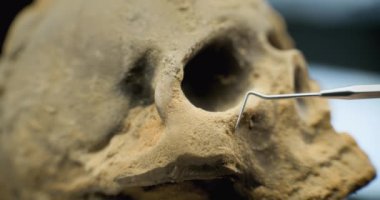 Nesli tükenmiş eski bir insanın kafatasını aletler ve fırçalarla kumdan temizlemeye yakın. Arkeolog veya bilim adamı tarih öncesi fosil kalıntılarıyla arkeoloji laboratuvarında çalışıyor. Arkeoloji kavramı.