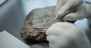 Profesyonel aletlerle fosil temizleme eldivenleriyle arkeoloğu kapatın. Bilim adamı antik soyu tükenmiş medeniyetin kalıntıları üzerinde çalışıyor. Arkeoloji laboratuvarında bilimsel tarihi araştırmalar yapıyor..