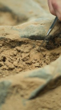 Profesyonel aletlerle tarih öncesi insan ya da dinozorun kemiklerini kumdan temizlerken dikey çekim. Arkeolog, nesli tükenmiş uygarlığın arkeolojik kalıntıları üzerinde çalışıyor.