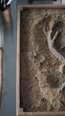 Fosil kafatası örnekleri, soyu tükenmiş antik insan iskeleti kalıntıları ve masada duran aletler. Kemik incelemesi için gelişmiş ekipmanlara sahip arkeoloji bilim laboratuvarı. Dikey