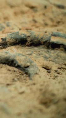 Antik insan ya da hayvanın fosil kalıntılarının dikey görüntüsü. Arkeolog, soyu tükenmiş yırtıcı türlerin iskelet kemiklerini profesyonel aletlerle arkeoloji laboratuvarındaki kumlardan temizliyor.