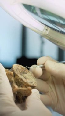 Arkeoloğun eldivenli dikey karesi, profesyonel aletle büyüteç altındaki kumun fosil kalıntılarını temizliyor. Bilim adamı, arkeoloji laboratuvarında antik insan ya da hayvanın kemikleri üzerinde çalışıyor..