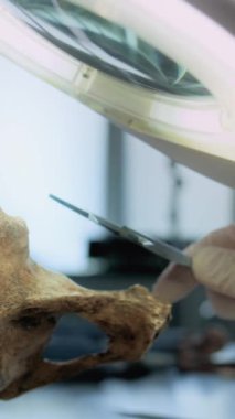 Profesyonel aletlerle tarih öncesi nesli tükenmiş insan veya hayvanın fosil kemiğini ölçen bilim adamının dikey görüntüsü. Arkeolog ölçümleri alır, arkeoloji laboratuvarında araştırma yapar..