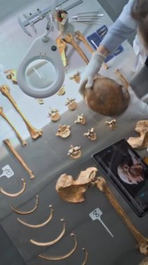 Dikey çekim. İki bilim adamı antik insan iskeletinin kemikleri üzerinde çalışıyor. Tablet bilgisayar kullanarak kafa anatomisinin üç boyutlu modelini oluşturuyor. Arkeologlar tarihsel arkeoloji araştırmaları yürüttüler