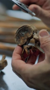 Profesyonel alet kullanılarak tarih öncesi insan ya da hayvanın kemiklerinin dikey ölçümü. Arkeolog veya bilim adamı nesli tükenmiş dinozorun arkeolojik kalıntılarının ölçümlerini alıyor