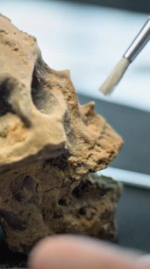 Arkeoloji laboratuvarında fosil kalıntıları üzerinde çalışan fırça ve profesyonel aletlerle kazı yaptıktan sonra tarih öncesi soyu tükenmiş bir insanın kafatasını dikey olarak temizleme görüntüsü. Antika eseri.