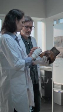 Erkek ve kadın bilim adamları tablet bilgisayar kullanarak antik bir adamın fosil kafatasını inceliyorlar. Arkeologlar arkeoloji laboratuvarında çalışırlar. İnsan kafası anatomisinin 3 boyutlu görselleştirilmiş resimlerini içeren tahta.