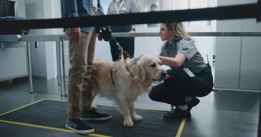 Havaalanı Terminali: Golden Retriever 'lı Olgun Adam Güvenlik Kontrol Noktasında. Metal dedektörlü kadın güvenlik görevlisi. Chihuahua köpekli kadın TSA Hayvan İzleme Prosedürü kuyruğunda