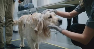 Havaalanı Terminali: Köpekli Olgun Adam Güvenlik Kontrol Noktasında. Bayan güvenlik görevlisi Golden Retriever 'ı denetliyor, metal dedektörüyle taranıyor. Uçağa binmeden önce TSA Hayvan Tarama Prosedürü.