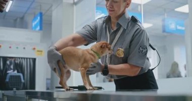 Havalimanı Terminalinde Hayvan Taraması Yapan Afro-Amerikan Turist: Metal Detektörü ile Köpeği Denetleyen Kadın TSA Memuru, Taşıyıcıya Yerleştirme. Uçağa binmeden önce güvenlik kontrol noktası.