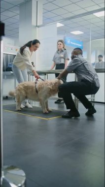 Havalimanı Terminal Güvenlik Kontrol Noktası 'nda evcil hayvanı olan kadın Afro-Amerikan Ulaşım Güvenliği Memuru Golden Retriever Dog' u tarayıcı kullanarak tarıyor. Uçağa binmeden önce hayvan denetimi. Dikey Çekim
