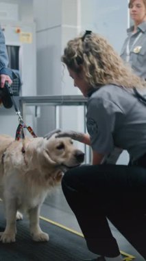Havalimanı Terminali 'ndeki Hayvan Bakım Yönetmeliği' nde Olgun Adam: Kadın TSA Memuru Golden Retriever Dog 'u Metal Algılayıcı kullanarak tarıyor. Güvenlik Kontrol Noktasında Hayvan Denetleme. Dikey Çekim.