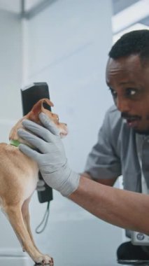 Havaalanı Terminalindeki Hayvan Tarama Prosedürü sırasında Chihuahua Köpekli Olgun Adam: Metal dedektörlü Afro-Amerikan TSA Müfettişi. Güvenlik kontrol noktası. Ağır çekim. Dikey Çekim.