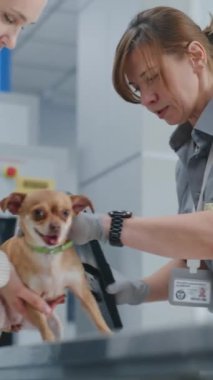 Havaalanı Terminali: Chihuahua 'lı kadın güvenlik kontrol noktasında. Metal dedektörlü kadın güvenlik görevlisi köpeği tarıyor, Pet Carrier 'a köpek yerleştiriyor. TSA Hayvan Tarama Prosedürleri. Dikey Çekim.