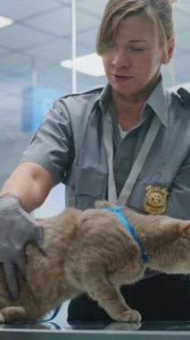 Pet 'le birlikte havaalanındaki güvenlik kontrol noktasında genç bir kız. Kadın Güvenlik Memuru Kedi 'yi Denetliyor, Metal dedektör Tarayıcısı kullanıyor, Evcil Hayvan Taşıma Davası' nda. TSA Hayvan Taraması. Dolly Shot. Dikey Çekim