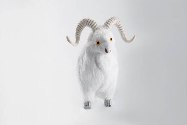 Beyaz arka planda yünlü koyunlar - Kurban Bayramı