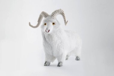 Beyaz arka planda yünlü koyunlar - Kurban Bayramı