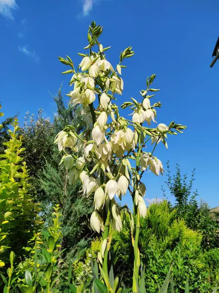 Bahçede yetişen güzel çiçekler, Flora.