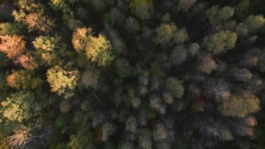 Sonbahar renkli ormanlarda İHA ile uçmak ve sonunda durmak.