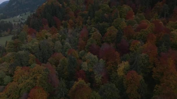 Воздушный Полет Над Осенними Деревьями Рядом Замком Нойшванштайн Германии Бавария — стоковое видео