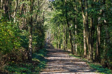 Ormandaki çakıl yolu, sık yeşil ağaçların arasında. Parlak bir gelecek için rahatlatıcı bir yol..