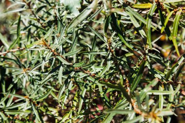 Yeşil bir çalılığın güzel yaprakları.