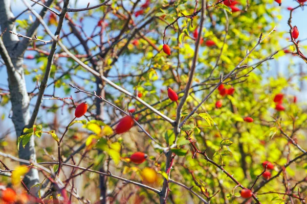 Mavi gökyüzünün altındaki bir ağaçta gül üzümü.