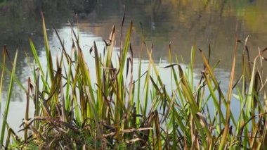 Sonbahar ormanındaki göletin yanında yeşil ve sarı çimenler. Doğal parktaki göl.