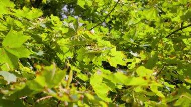 Yeşil akçaağaç yaprakları güneşin altında.