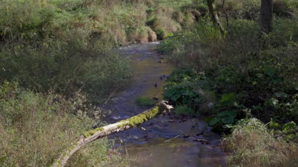 Pequeño Río Con Familia Patos Bosque — Vídeos de Stock