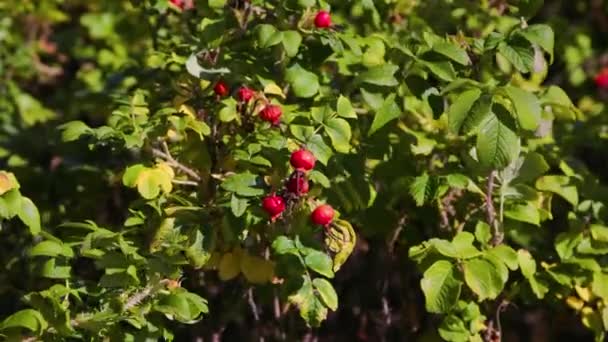 Rosehip Berries Wind Sunny Weather — Stock Video