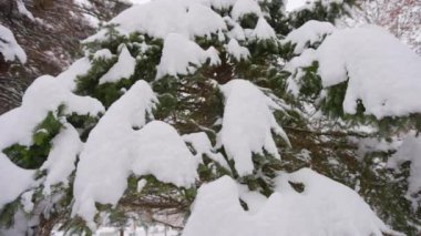 Kış ormanındaki bir çam ağacının etrafında uçan kamera..