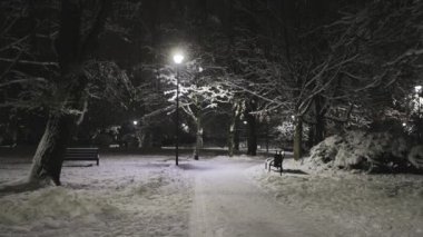 Kar Parkı 'nda bir gece. Ağaçlar, ışıklar ve bank var..