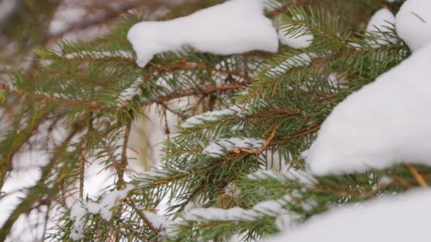 Śnieg Pada Zielone Gałęzie Sosny Piękne Zimowe Zaplecze — Wideo stockowe