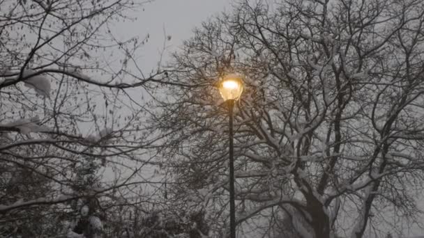 Litinová Pouliční Lucerna Zimním Parku Pod Padajícím Sněhem — Stock video