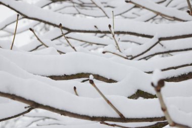 Parktaki karın altında yaprakları olmayan kış ağacı dalları..